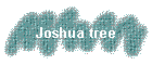Joshua tree