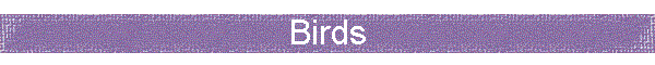 Birds