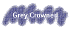 Grey Crowned