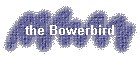the Bowerbird