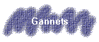 Gannets